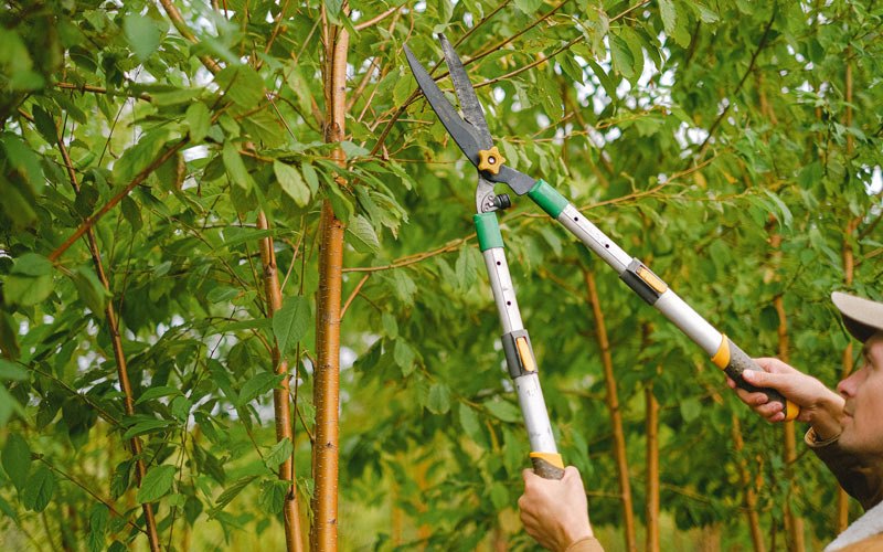 Tree trimming in Sunman, IN